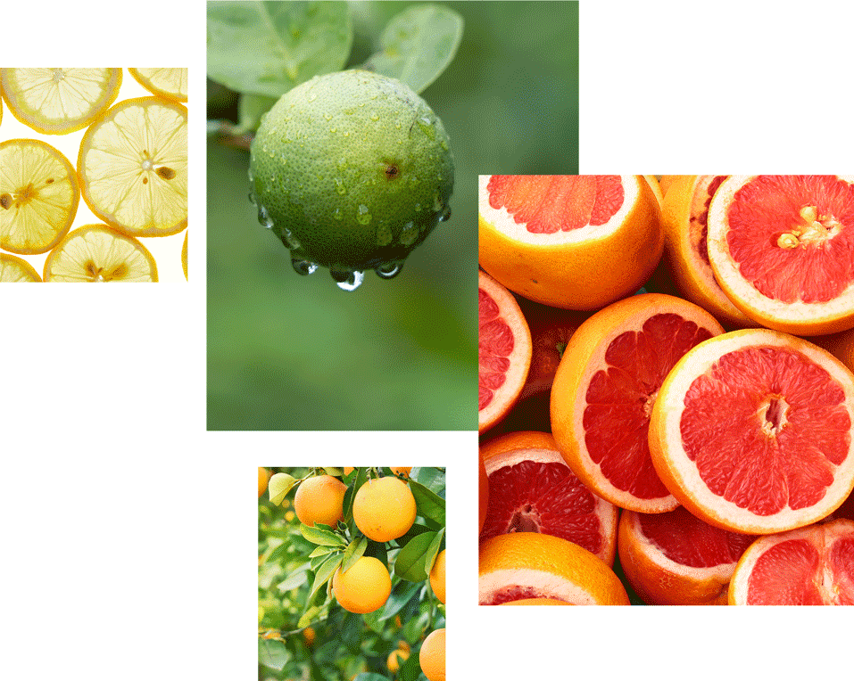 citrus family
